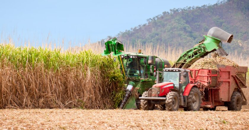 Canegrowers